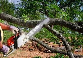 How Our Tree Care Process Works  in  Mooresville, IN